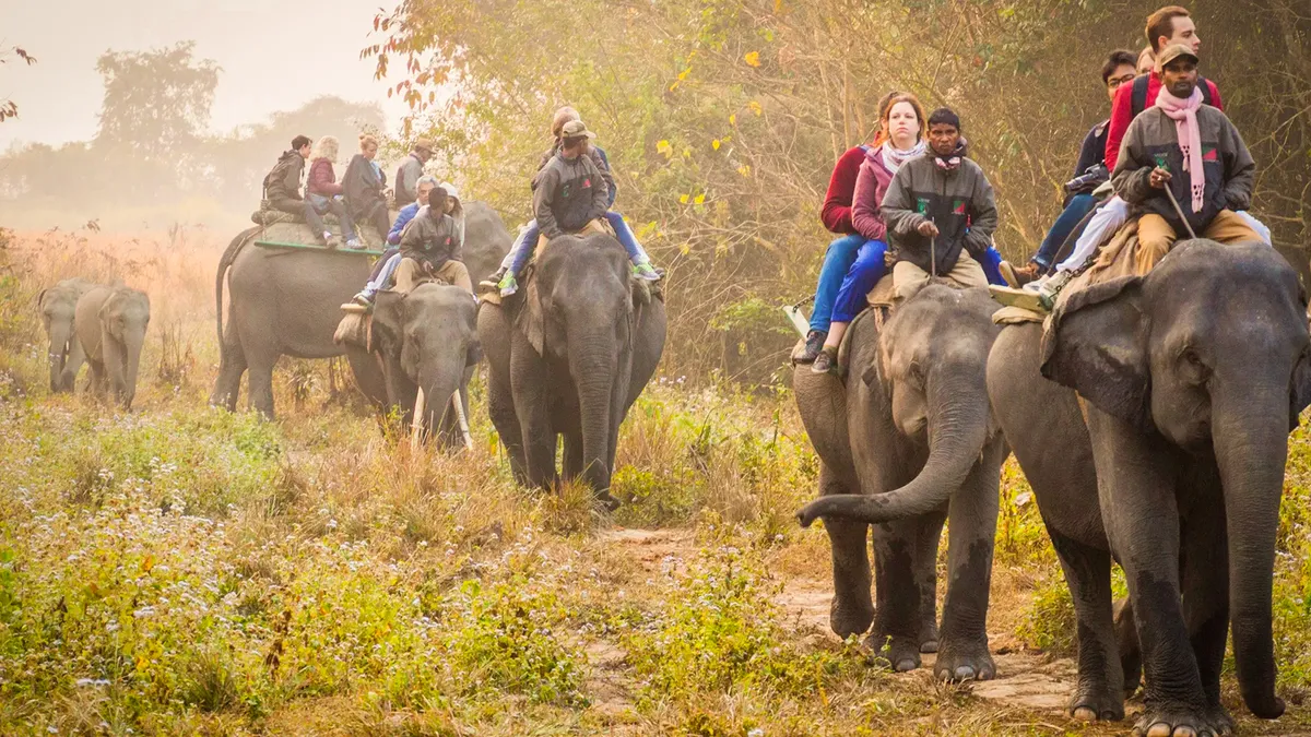 Elephant Safari Kaziranga National Park