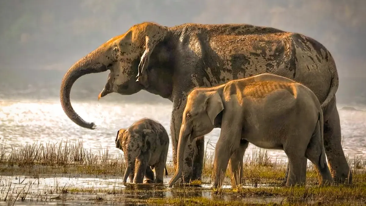 Pilgrims Asian elephant family near waterbody in Pench National Park