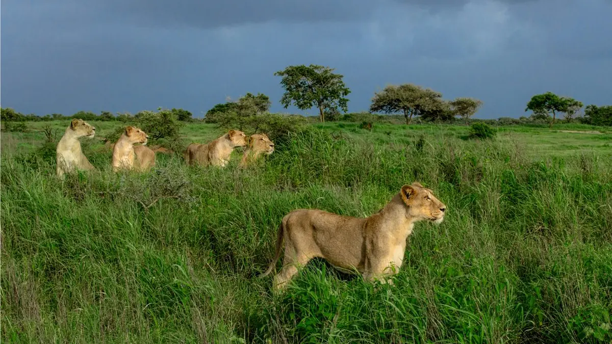 Asiatic lion pride in Gir National Park, Gujarat