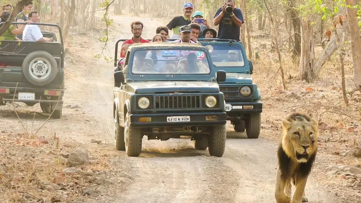 Gir Lion Safari, Gujarat