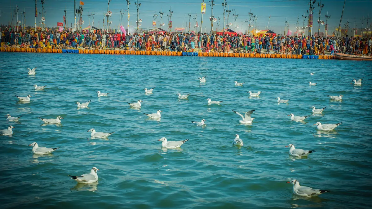 Water birds floating near a holy confluence visited by pilgrims and tourists