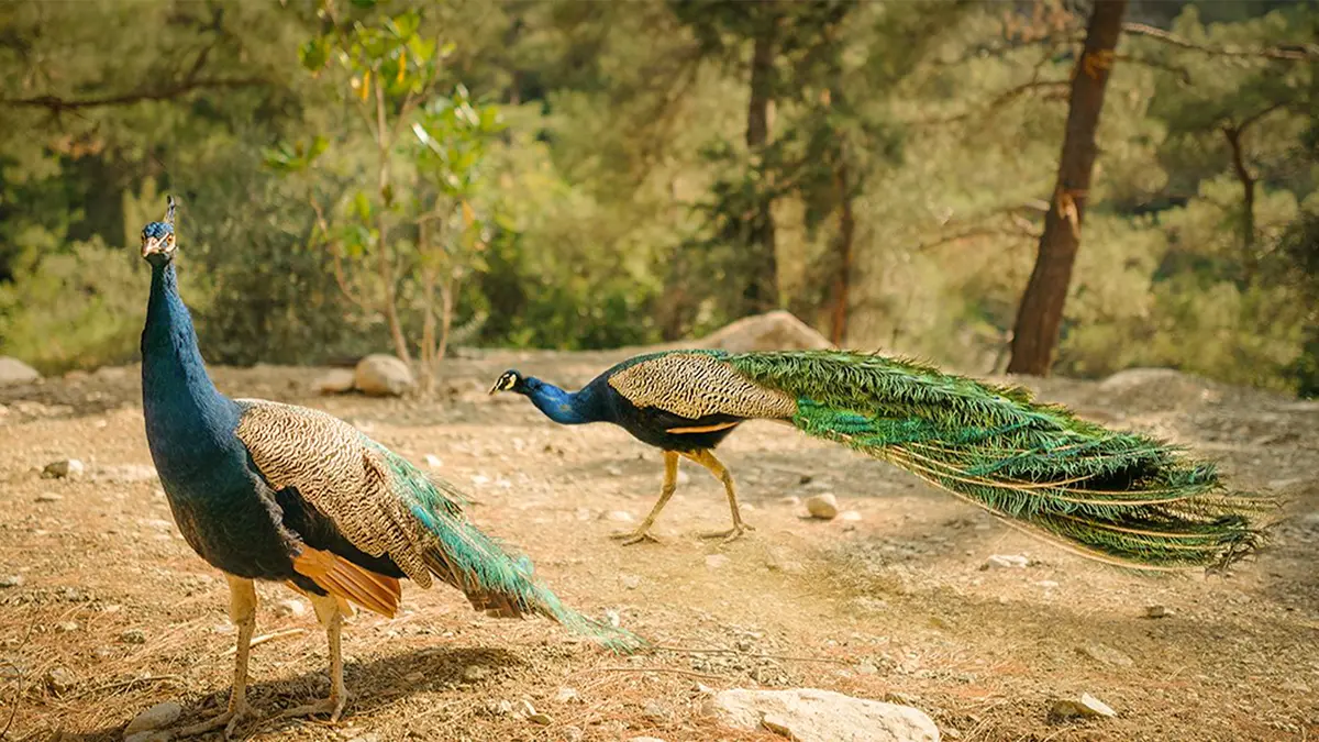 Indian peafowl displaying its natural beauty in the forests of Jim Corbett National Park