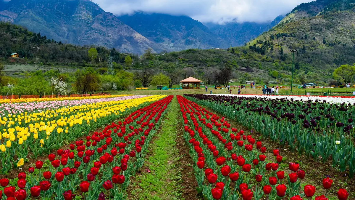 Colorful tulip fields at Indira Gandhi Memorial Tulip Garden in Srinagar
