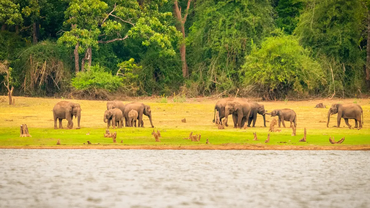 Elephant herd at Kabini Wildlife Reserve