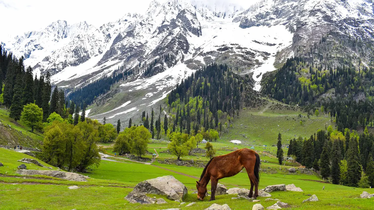 Horse grazing in Kashmir mountain meadow