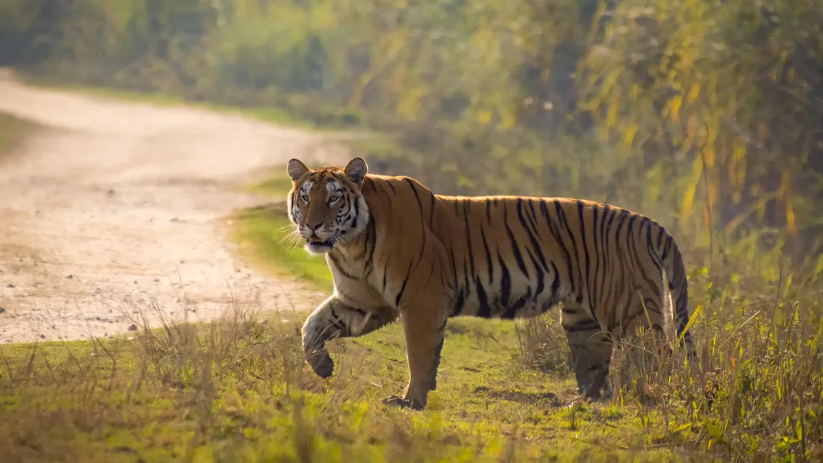Royal Bengal tiger spotted in Kaziranga National Park Assam