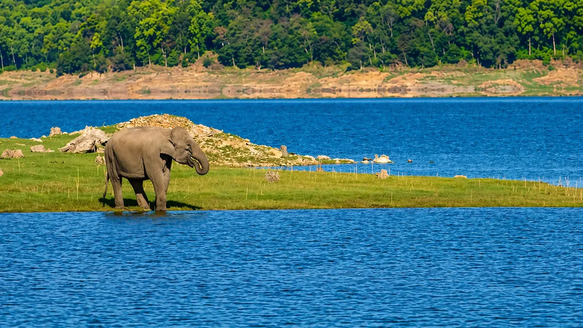 Elephant grazing along the shoreline of a scenic freshwater lake