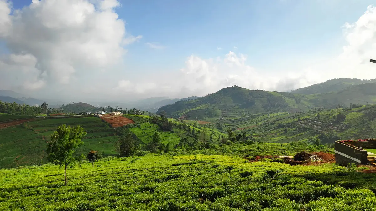 Lush tea estate valley with rolling green hills and plantation views