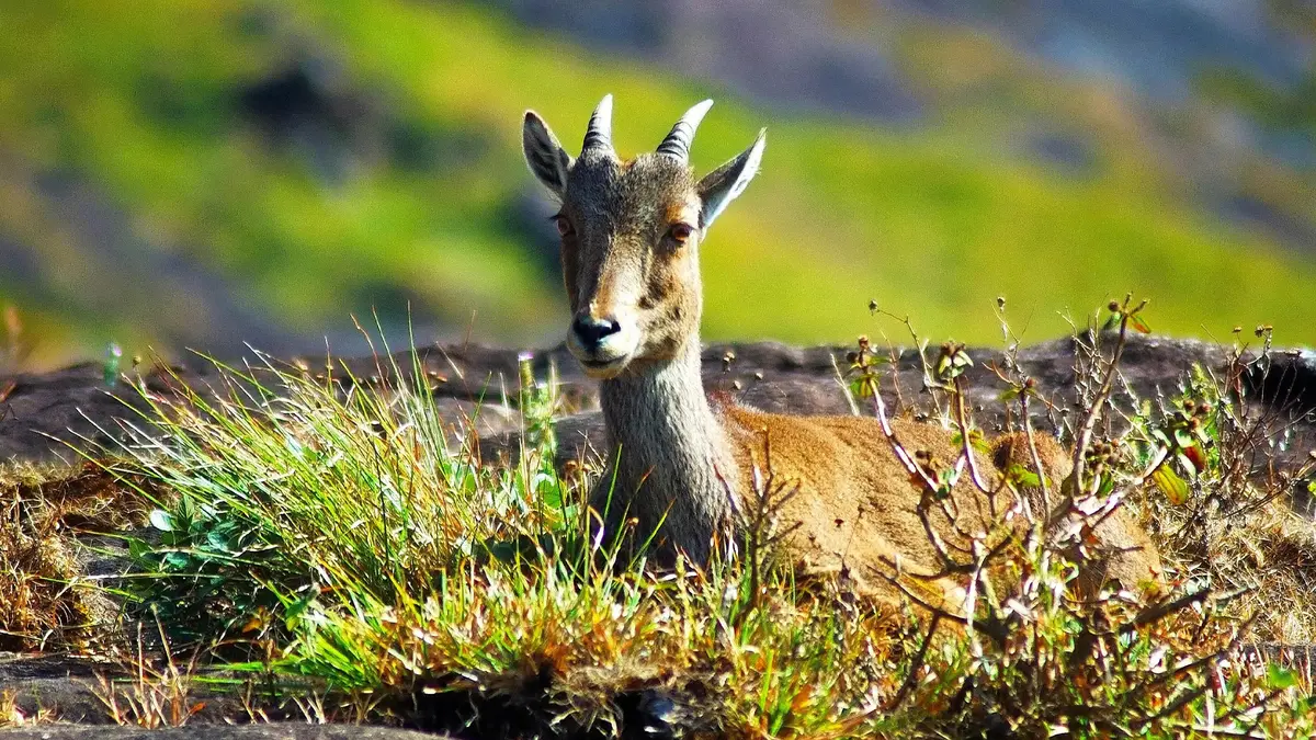 Nilgiri Tahr resting on the grasslands of Eravikulam National Park during a wildlife tour