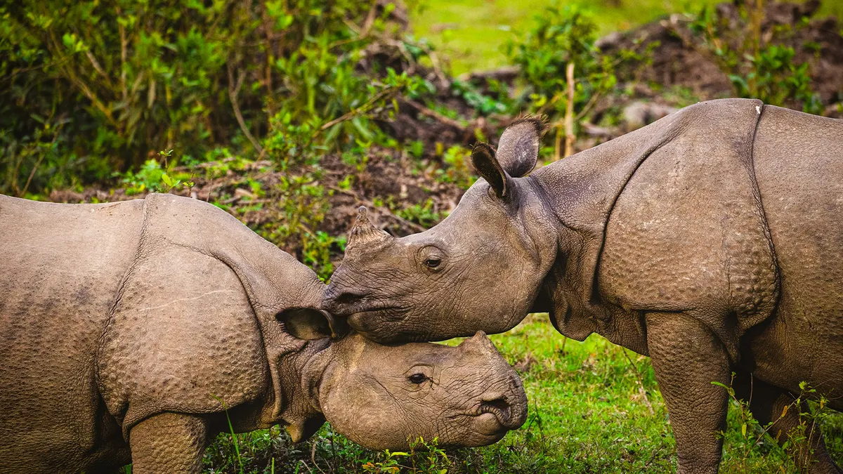 One Horned Rhinoceros Kaziranga National Park