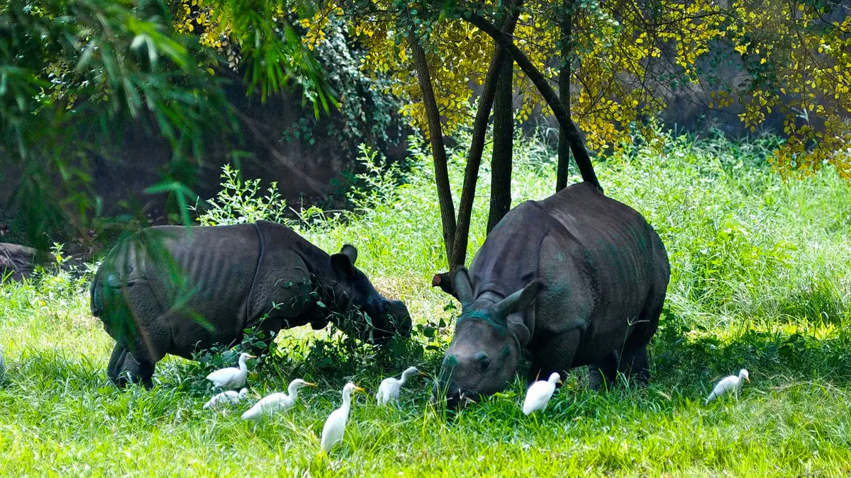 Indian one horned rhinos grazing in green grassland of Assam