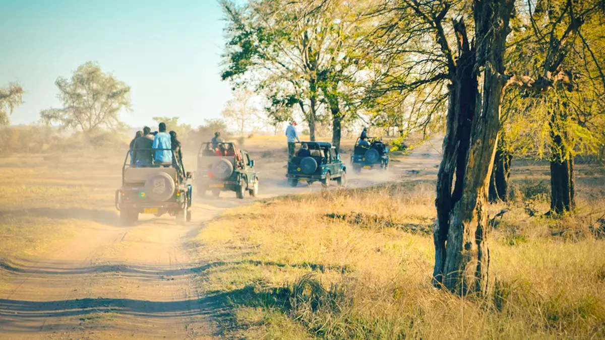 Jeep safari through Pench National Park wilderness