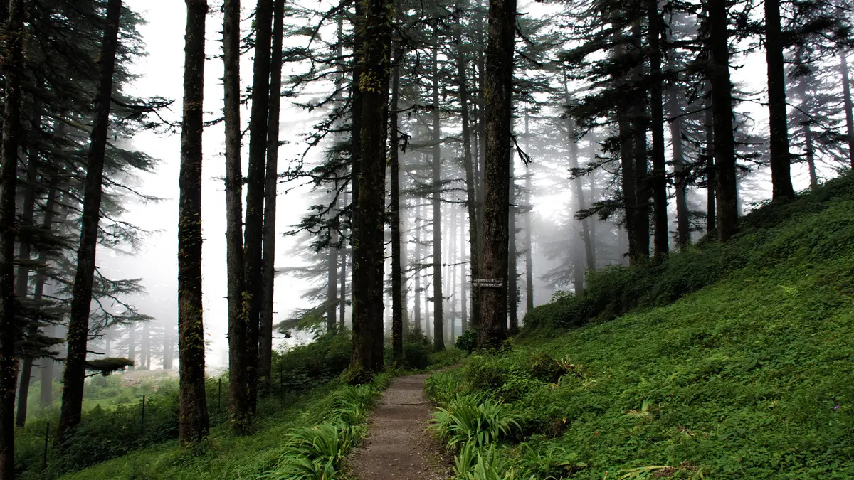 Serene walking trail through dense pine forests in the hills