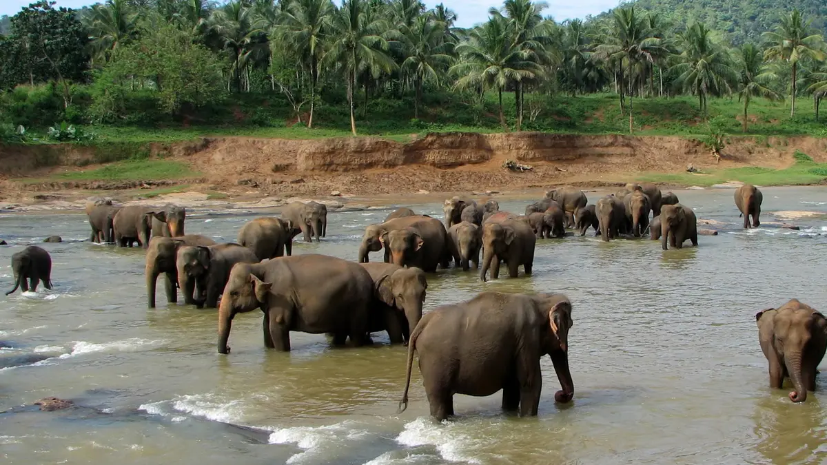 Elephants bathing at Pinnawala Elephant Orphanage