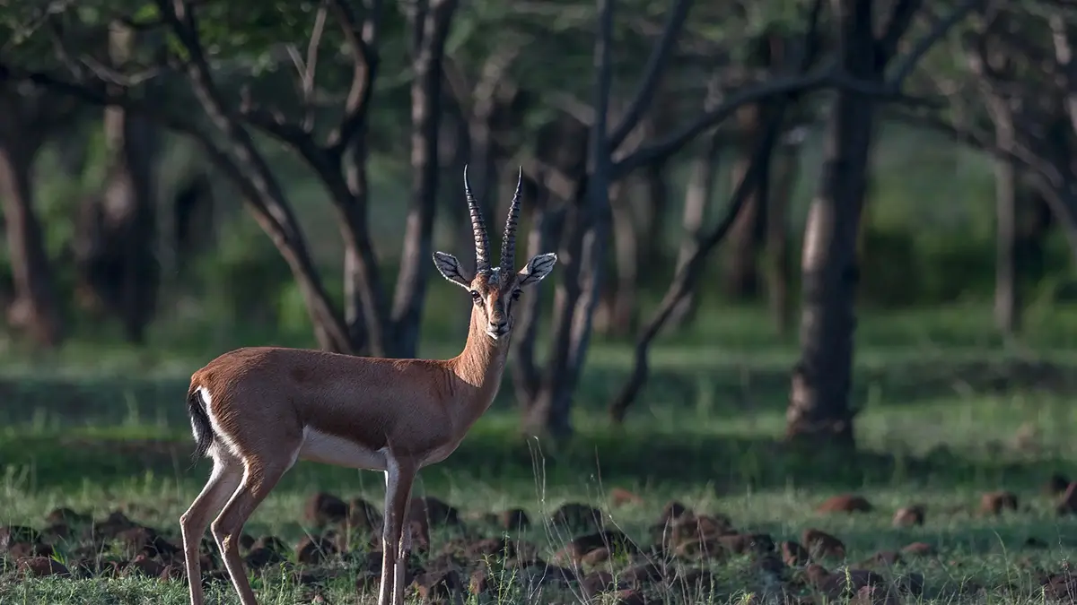 Blackbuck antelope in the forests of Ranthambore National Park Rajasthan
