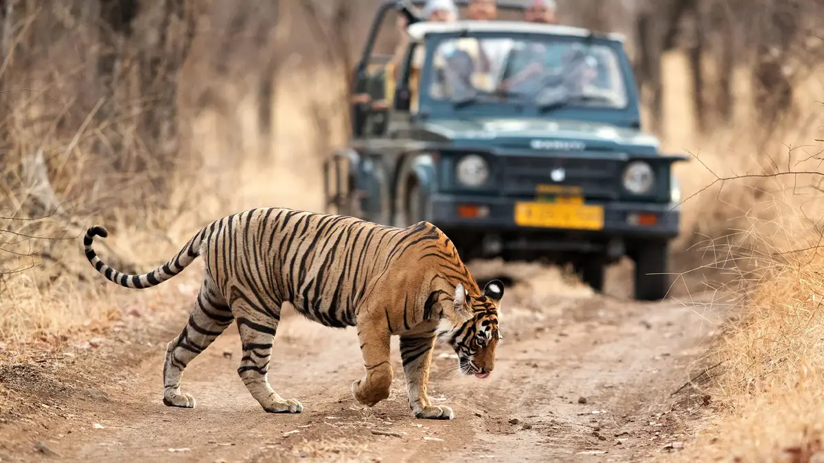 Bengal tiger crossing safari track in Ranthambore National Park