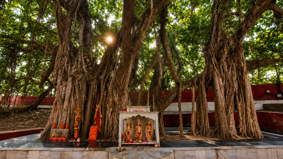 Sacred banyan grove associated with meditation and spiritual traditions