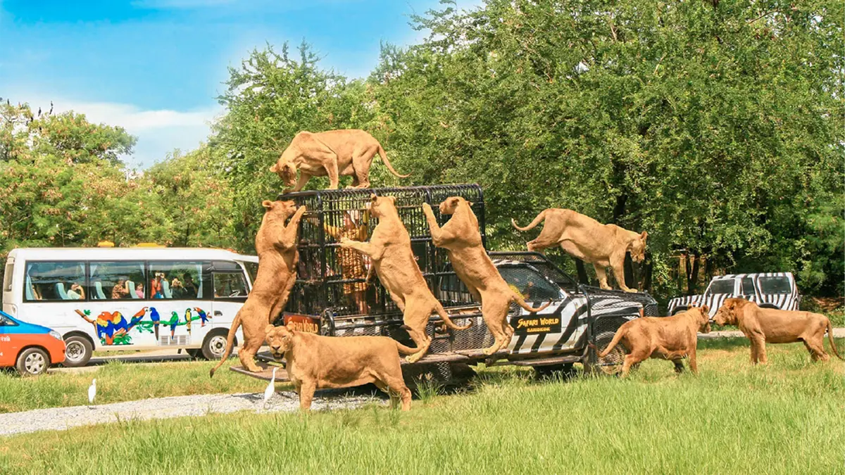 Lions surrounding safari vehicle at Safari World Bangkok