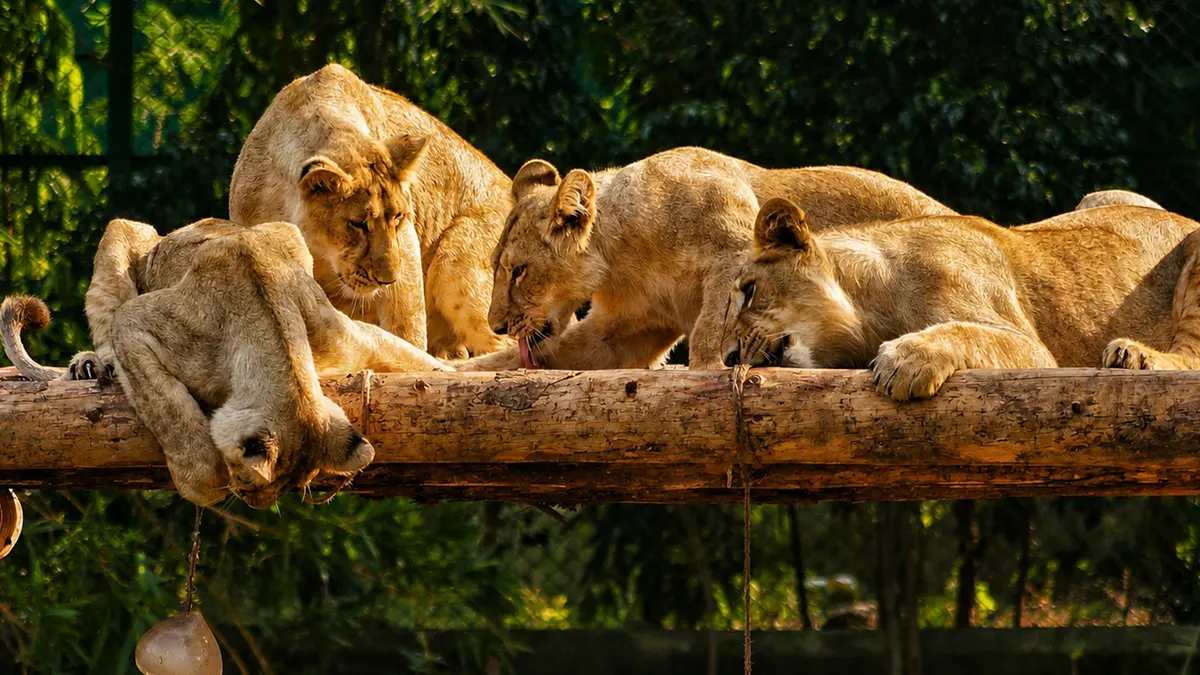 Asiatic lions resting inside Sardar Patel Zoological Park near the Statue of Unity