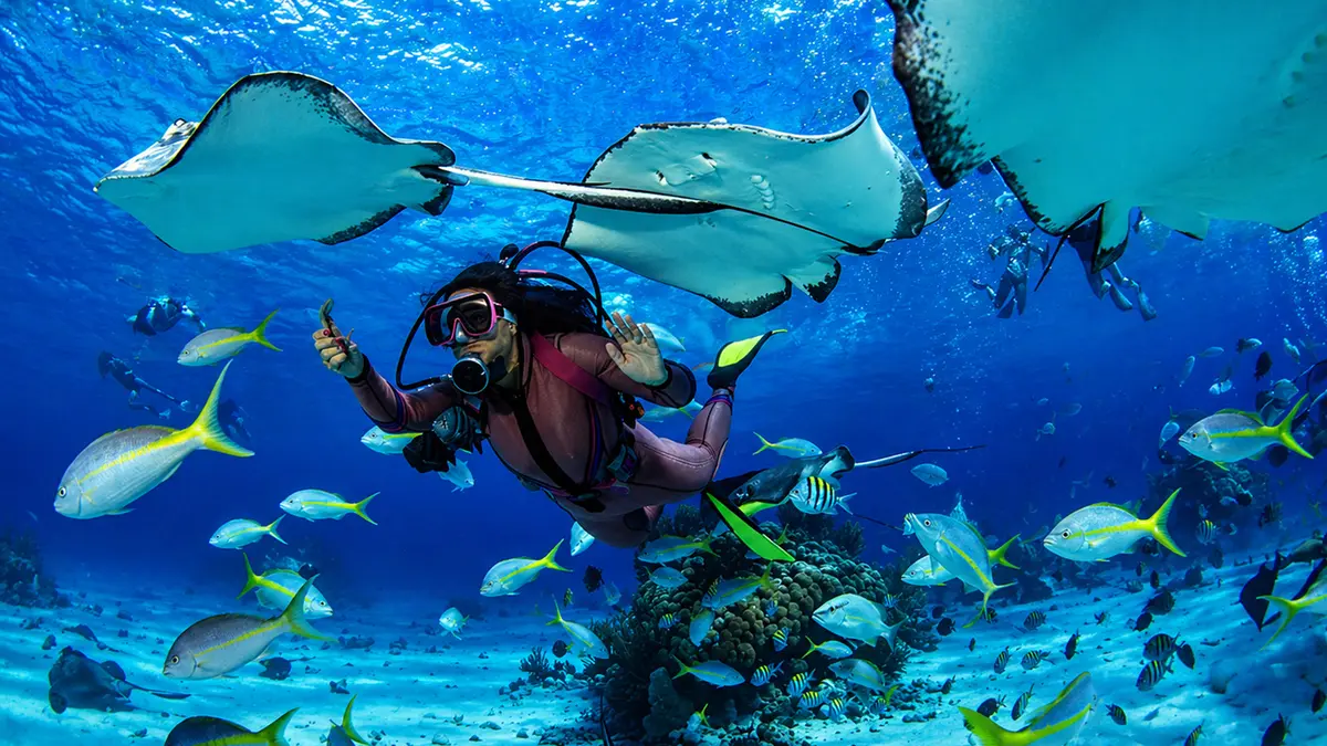 Scuba diving with tropical marine life in Koh Samui