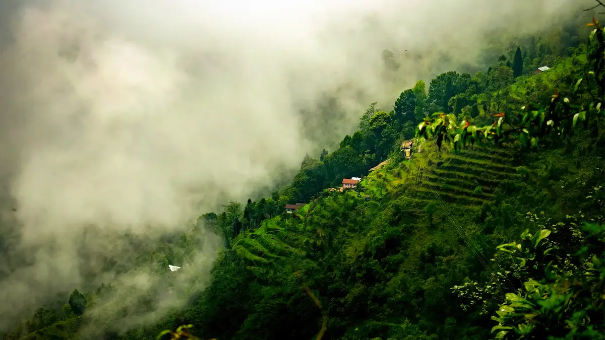 Terrace farming landscape in the hills of Sikkim