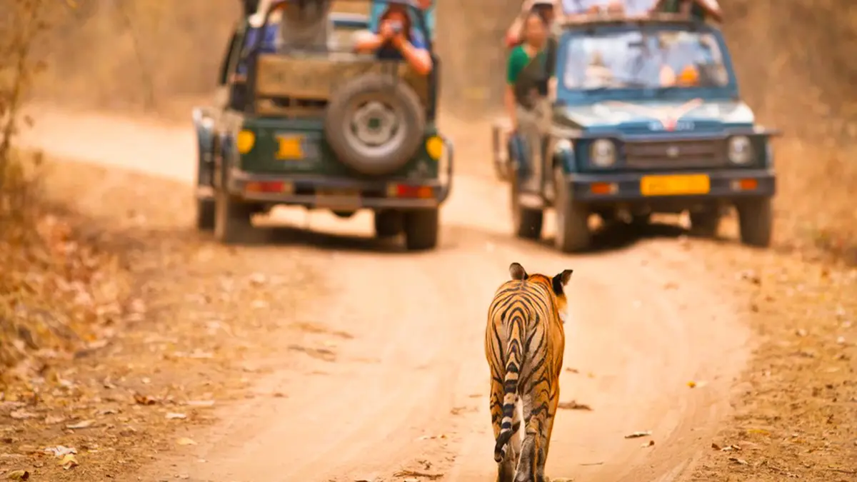 Bengal Tiger walking along safari trail in Madhya Pradesh