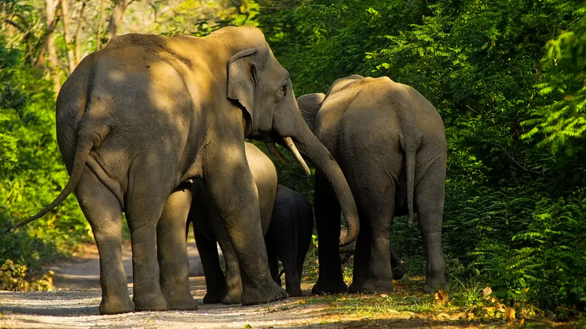 Wild elephant herd walking through a forest road in Assam