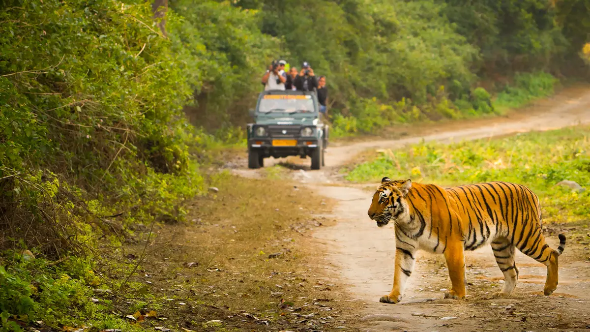 Wild predator crossing a forest trail during a wildlife safari adventure