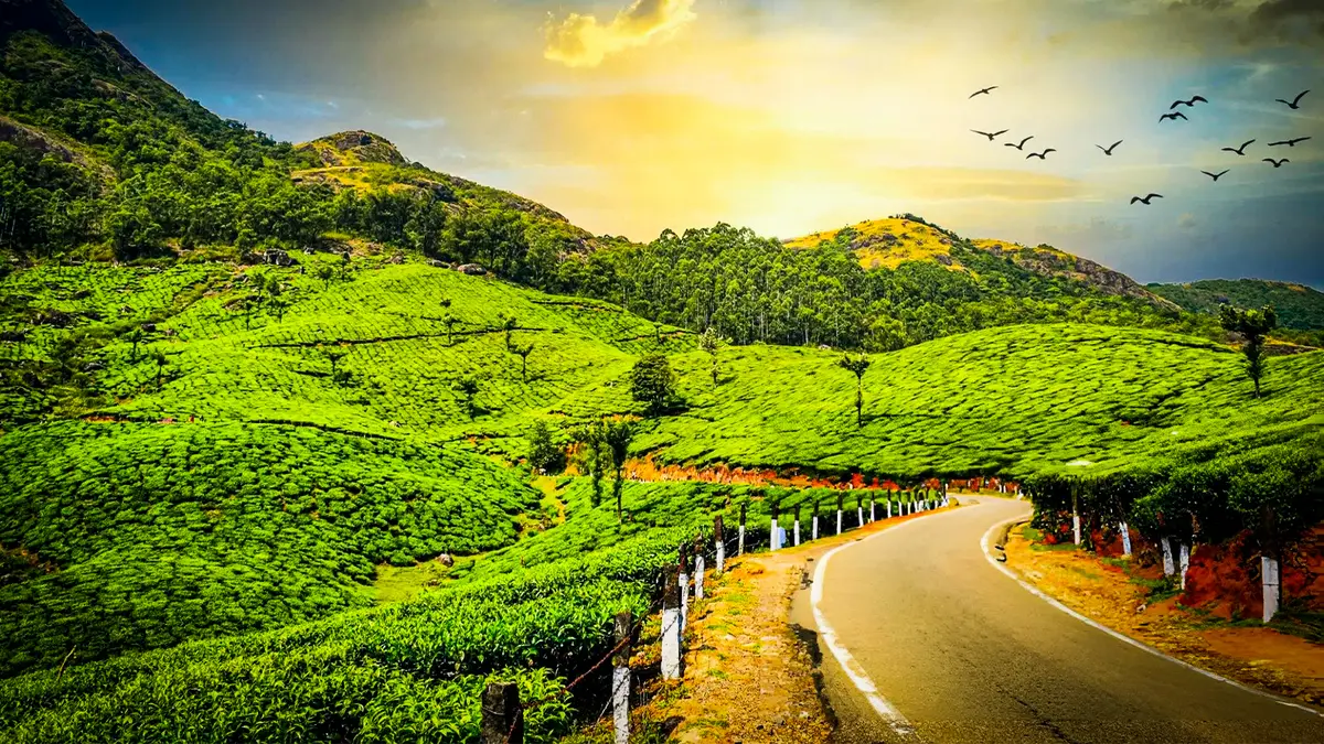 Winding road passing through vibrant tea estates and hills