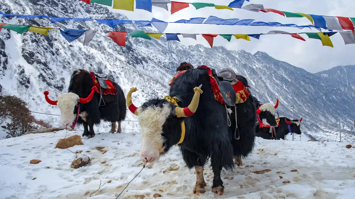 Yak At Nathula Pass