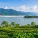 Assam tea gardens and Brahmaputra