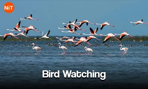 Bird Watching, Chilika Lake