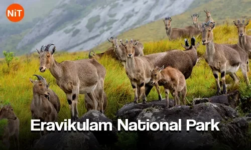 Eravikulam National Park, Munnar sightseeing view