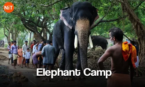 Guruvayur Elephant Camp sightseeing view