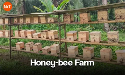 Honey Bee Farm, My Tho sightseeing view