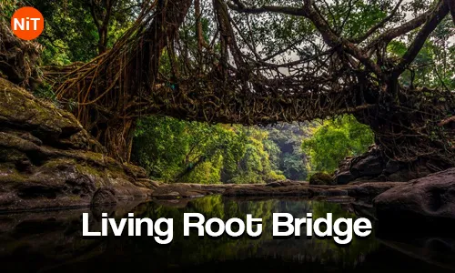 Jingmaham Living Root Bridge