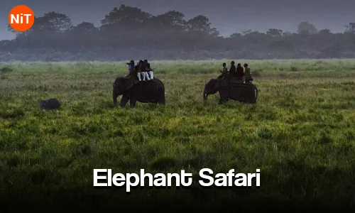 Elephant Safari