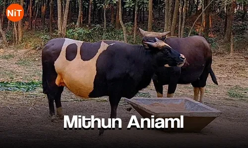 Mithun Animal