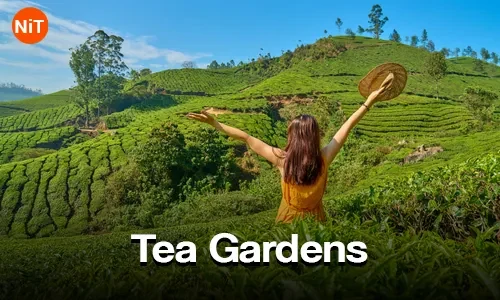 Munnar Tea Gardens sightseeing view