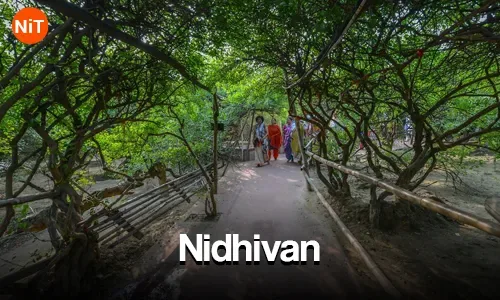 Tree-lined pathway through Nidhivan sacred grove in Vrindavan