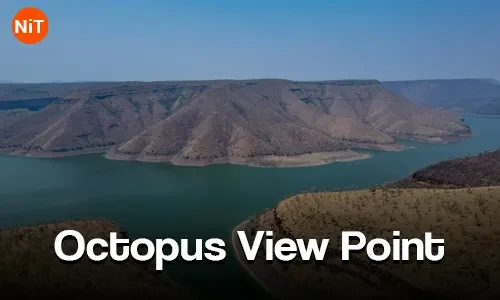 Octopus View Point