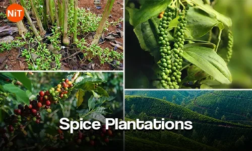 Spice Plantations