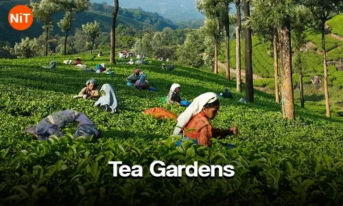 Tea Gardens