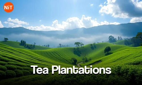 Tea Plantations, Sri Lanka