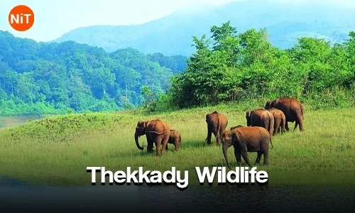 Thekkady Wildlife