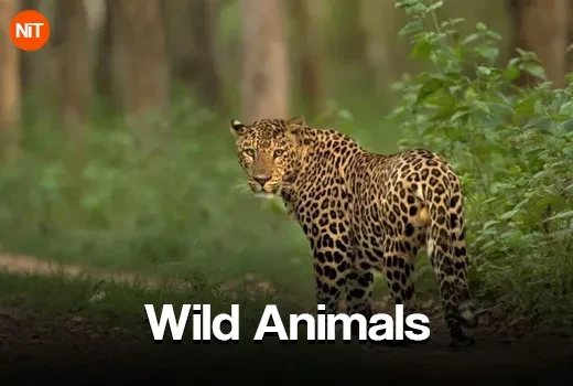 Wild Animals