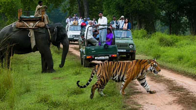 India Wildlife Tour Packages