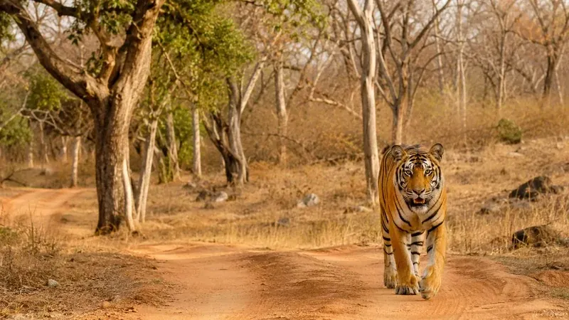 Bandipur Wildlife Sanctuary in Karnataka