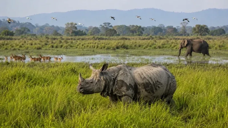 Interesting Facts About Kaziranga National Park