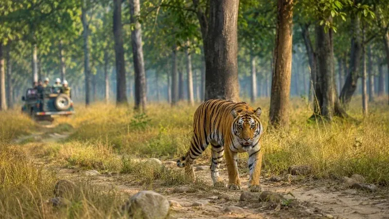 Jim Corbett National Park, The Safari Adventure